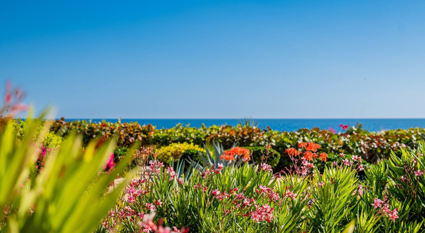 Flowers by the ocean in Cabo
