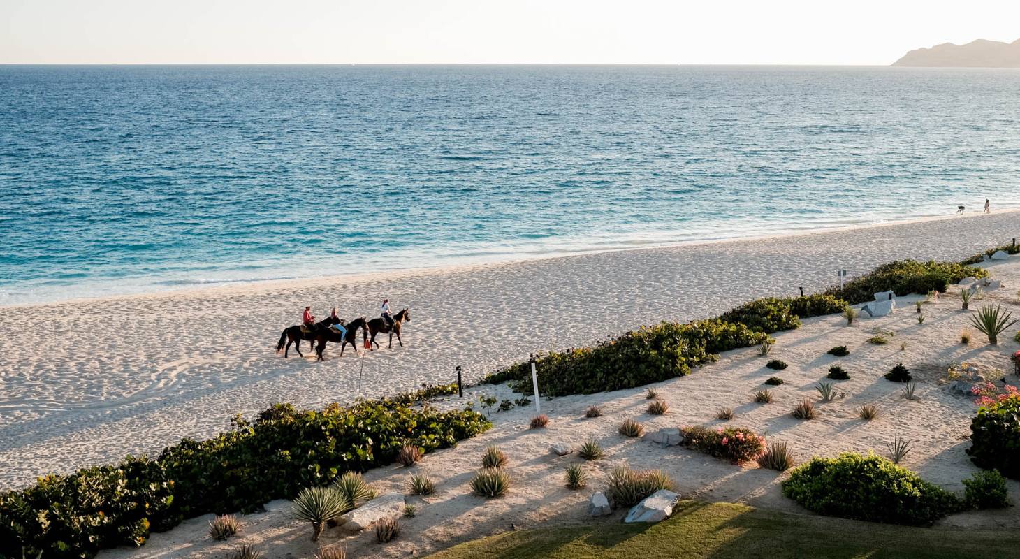 Horses on the beach in Cabo